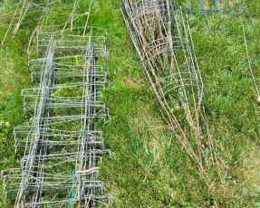 Tomato Cages More