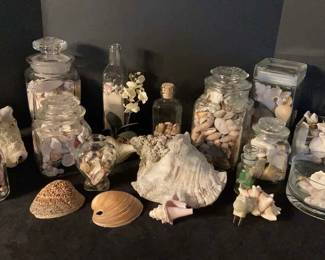Sea Shell Collection