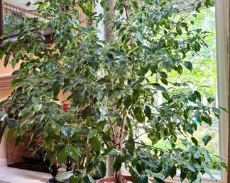 $480 Very large Ficus tree in brown ceramic pot; over 7 feet tall.