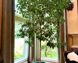 $500 Very large Ficus tree in turquoise blue ceramic pot; over 12 feet tall