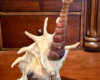 SOLD; staff favorite! It's a dinoshell!! 7"h