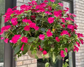 $18; large hanging basket of impatience