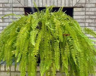 $24. Mature fern
