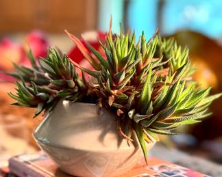 Shop this sale in person for a variety of house plants starting at $18. This one has SOLD