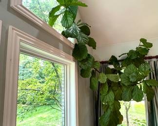 $500 Fiddle leaf fig tree, VERY tall and large, over 12 feet tall.