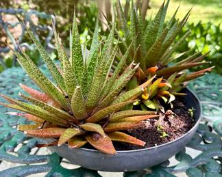 SOLD- bowl of succulents