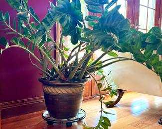 SOLD; large zz plant in brown pot; 42"dx42"h