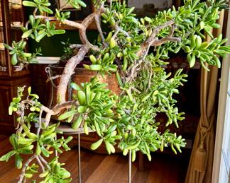 $300. Large jade plant in brown ceramic pot; copper pot is NFS. 42L x 53H