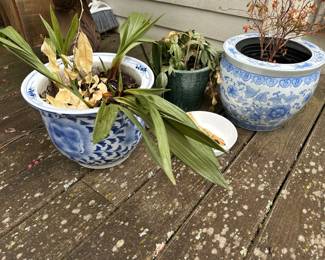 Potted plants