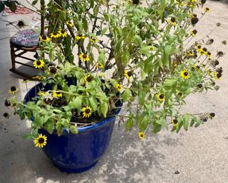 Lots of live plants