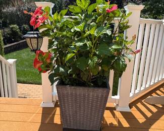 wicker planter