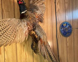 Taxidermy mount of a ring-necked Pheasant