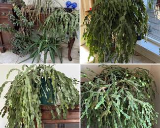 Lots of healthy houseplants