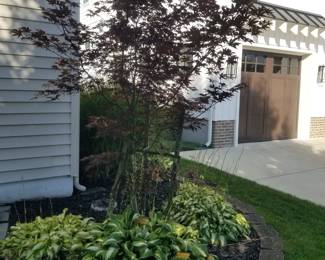 Japanese maple; plants