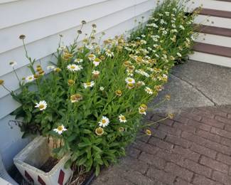 Shasta daisies