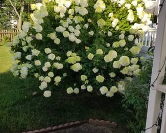 Wow! What a plant!