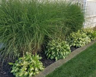 Grasses & plants