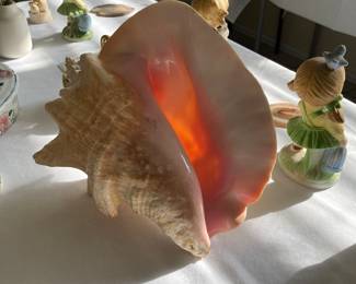 beautiful conch shell