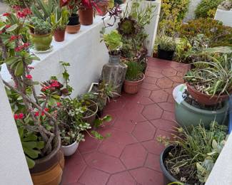 More plants and pottery!