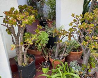 Plants and pottery