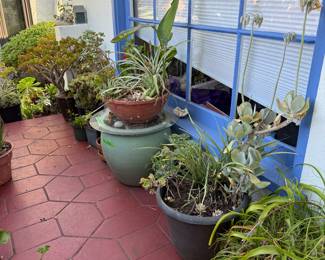 Plants and pottery