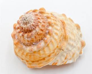 Natural Megastraea Undosa Shell