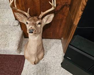 Deer Head, Buck