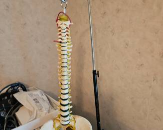 Model of Spine from Medical Office