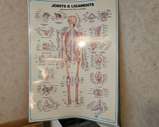 Joint and Ligaments Poster