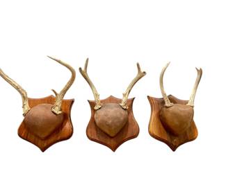 Deer Mounts