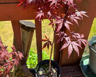 Maple Tree