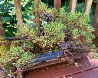 Juniper Bonsai Tree