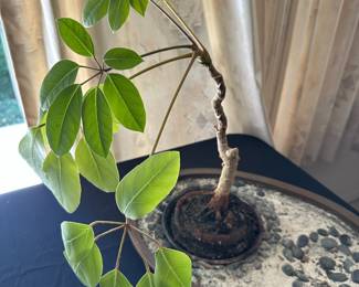 Umbrella Tree