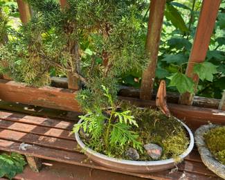 Juniper Bonsai Tree