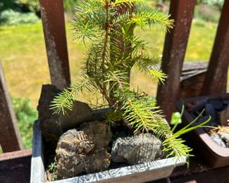 Dwarf Alberta Spruce Bonsai Tree