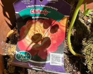 Floribunda Rose Bush