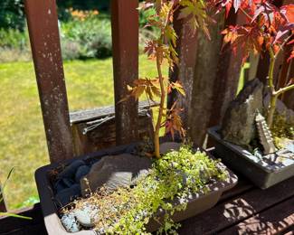 Maple Bonsai Tree