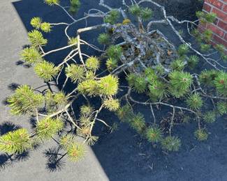 Potted Twisted Pine Tree
