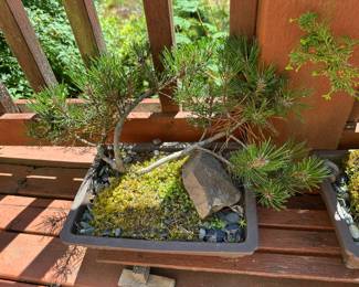 Japanese Black Pine Bonsai Tree