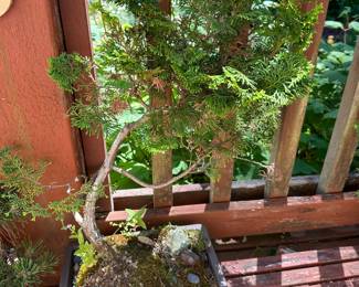 Hinoki Cypress Bonsai Tree