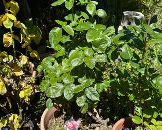 Floribunda Rose Bush