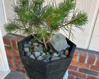 Dwarf Scotch Pine Bonsai Tree