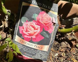 Chicago Peace Hybrid Tea Rose