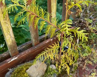 Dwarf Arborvitae Bonsai Tree