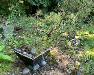 Potted Japanese Black Pine