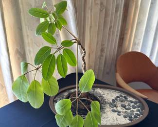 Umbrella Tree