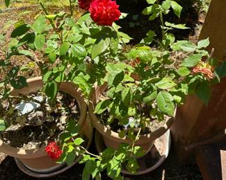 Charisma Floribunda Rose Bush