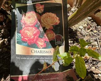 Charisma Floribunda Rose Bush