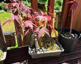 Maple Bonsai Tree