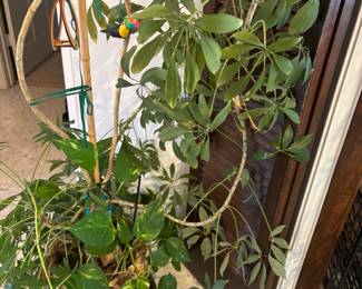 Plants